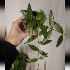 Hoya Lacunosa Mr Tent cutting